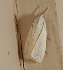 Cryptophasa flavolineata