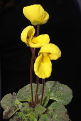 Calceolaria scapiflora