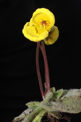 Calceolaria scapiflora