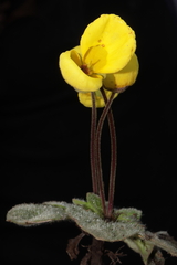 Calceolaria scapiflora