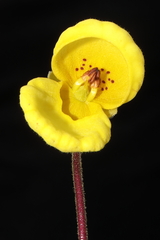 Calceolaria scapiflora