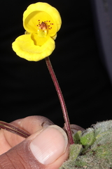 Calceolaria scapiflora