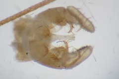 Dicranomyia modesta