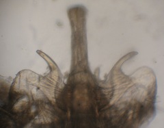 Dicranomyia modesta