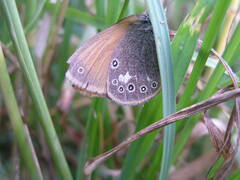 Coenonympha glycerion