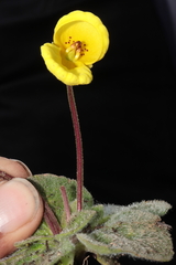 Calceolaria scapiflora