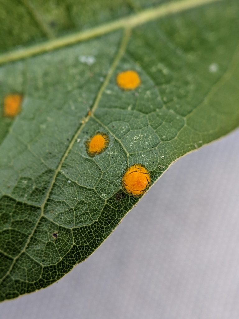 Rust On Oak flowering plants from Babson Park, FL 33827, USA on January 12, 2023 at ...
