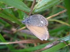 Coenonympha glycerion