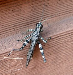 Melanoplus punctulatus