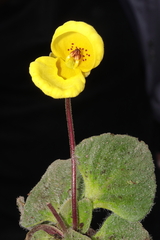 Calceolaria scapiflora