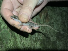 Nactus cheverti