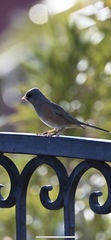 Junco hyemalis mearnsi