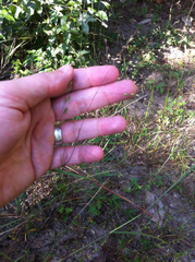 Kellochloa brachyantha