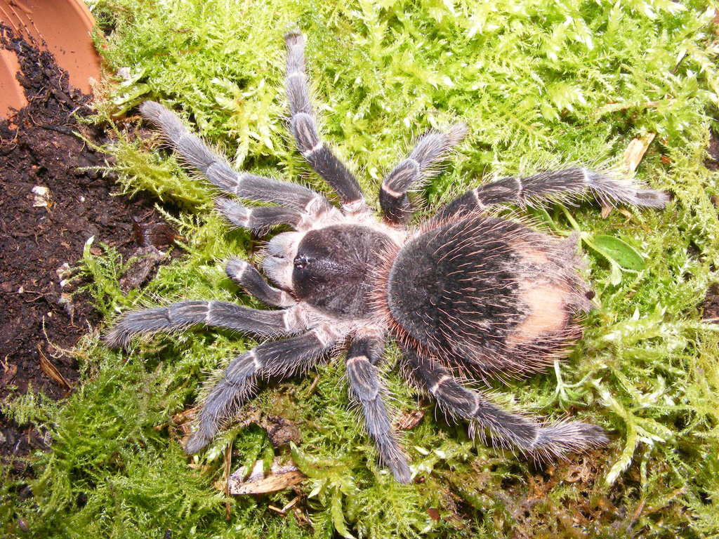 Brazilian salmon tarantula