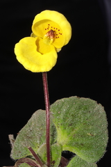 Calceolaria scapiflora