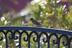 Junco hyemalis mearnsi