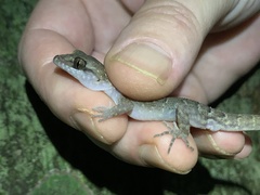 Nactus cheverti