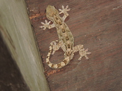 Gekko hokouensis