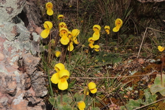 Calceolaria scapiflora