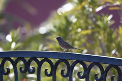Junco hyemalis mearnsi