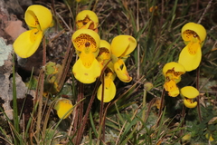 Calceolaria scapiflora