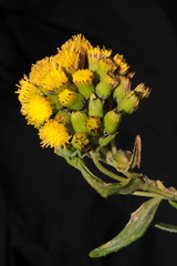 Senecio collinus