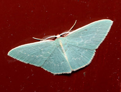 Chlorocoma melocrossa