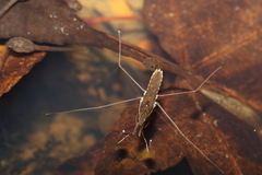 Gerris gracilicornis