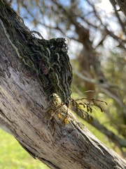 Dendrophylax porrectus