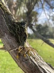 Dendrophylax porrectus