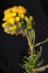 Senecio collinus
