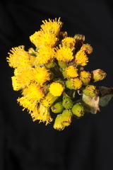 Senecio collinus