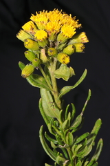 Senecio collinus