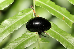 Pseudoglomeris nigra