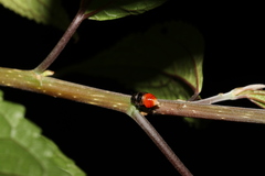 Cercopoidea