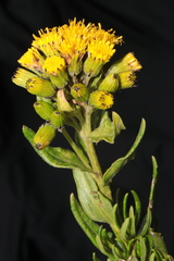 Senecio collinus