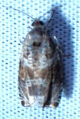 Olethreutes appendiceum