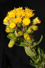 Senecio collinus