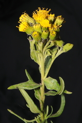 Senecio collinus