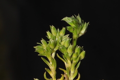 Arenaria crassipes