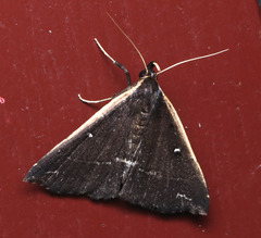 Adrapsa ablualis