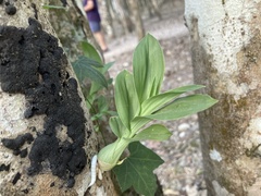 Catasetum integerrimum