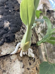 Catasetum integerrimum