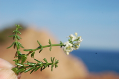 Galium lucidum