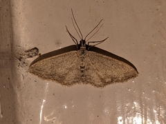 Idaea incisaria