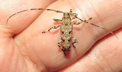 Colobothea simillima