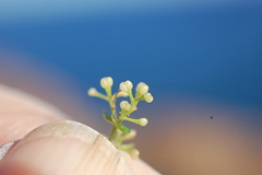Galium lucidum