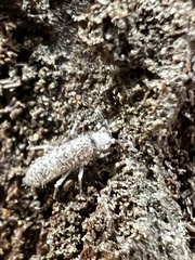 Entomobrya unostrigata