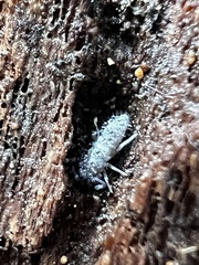 Entomobrya unostrigata