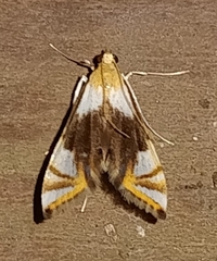 Argyractoides albibasalis